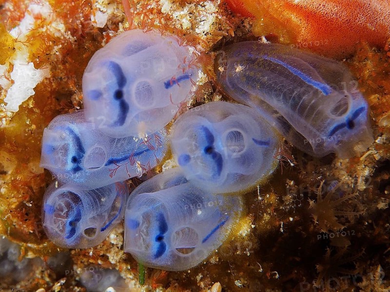 Bluish, transparent Steenbras sea squirts (Clavelina steenbrasensis) stick between corals under water. Dive site Sodwana Bay National Park, Maputaland Marine Reserve, iSimangaliso Wetland Park, KwaZulu Natal, South Africa