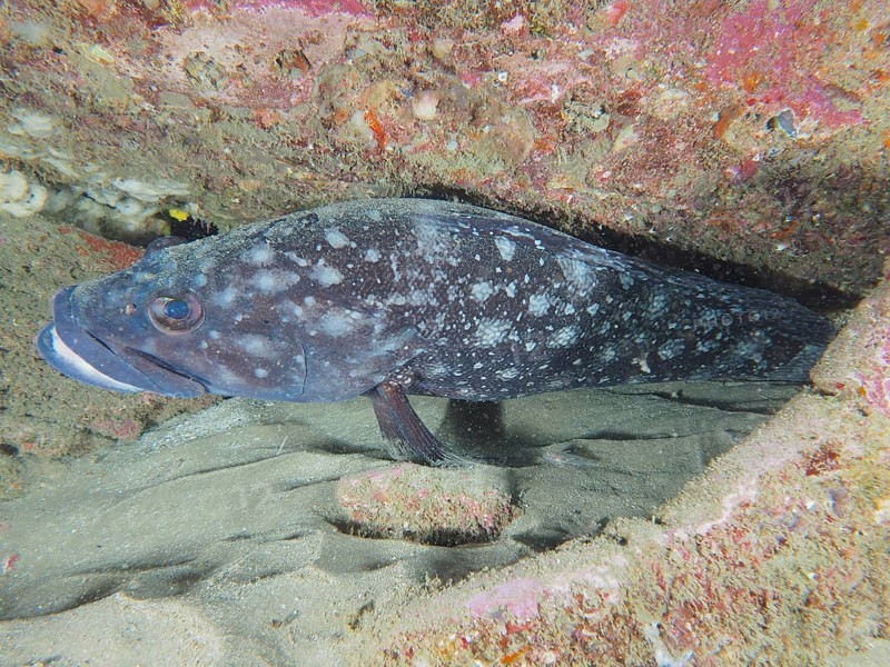 Spotted fish, white-spotted grouper (Epinephelus coeruleopunctatus), hiding under a rocky underwater cave. Dive site Sodwana Bay National Park, Maputaland Marine Reserve, iSimangaliso Wetland Park, KwaZulu Natal, South Africa