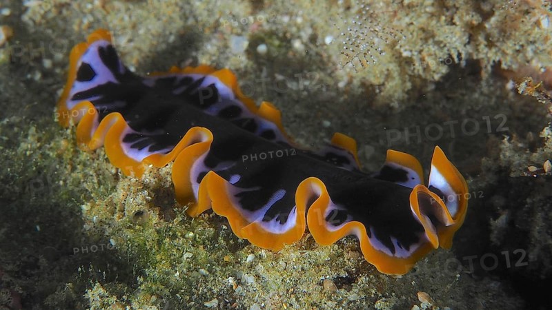 Striking yellow and black swirl worm (Pseudoceros) with a black and orange pattern. Dive site Sodwana Bay National Park, Maputaland Marine Reserve, iSimangaliso Wetland Park, KwaZulu Natal, South Africa