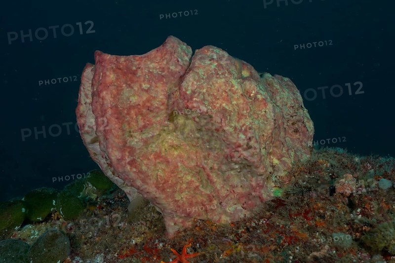 Pink-coloured sea sponge, vase sponge (Haplosclerida), on an algae-covered seabed. Dive site Protea Banks, Margate, KwaZulu Natal, South Africa
