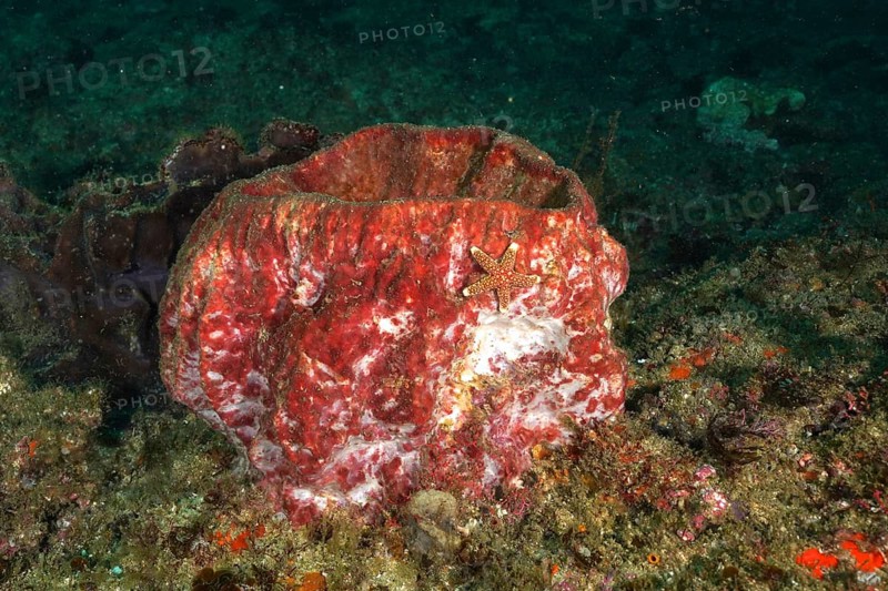 Red sea sponge, vase sponge (Haplosclerida), with starfish on a reef. Dive site Aliwal Shoal, Umkomaas, KwaZulu Natal, South Africa
