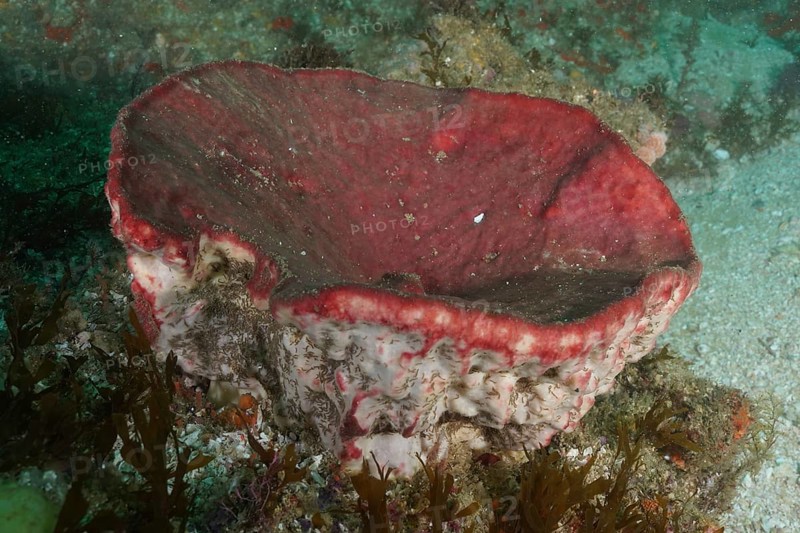 A red sea sponge, vase sponge (Haplosclerida) grows on the seabed under water. Dive site Aliwal Shoal, Umkomaas, KwaZulu Natal, South Africa