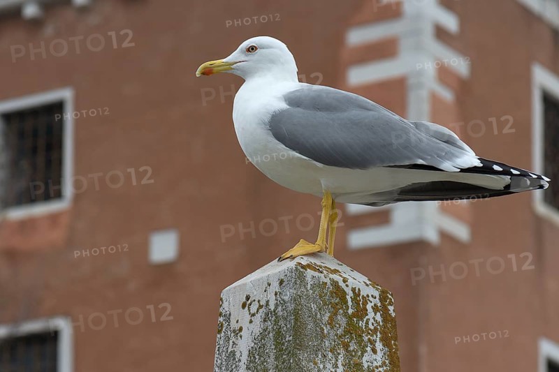 Mediterranean gull (Larus michahellis) on a pole, Venice, Veneto, Italy