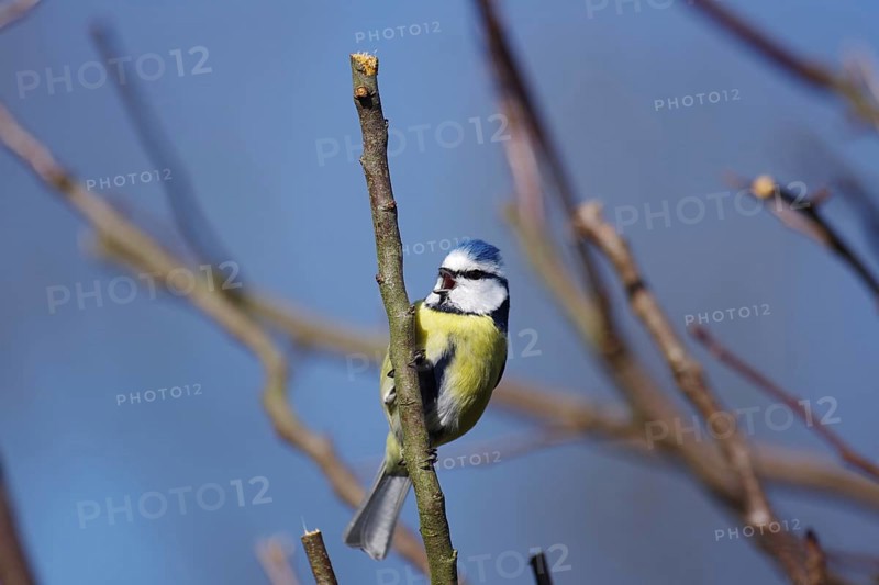 Blue tit (Cyanistes caeruleus), open beak, tree, blue sky, The tit clings to a branch and sings a song