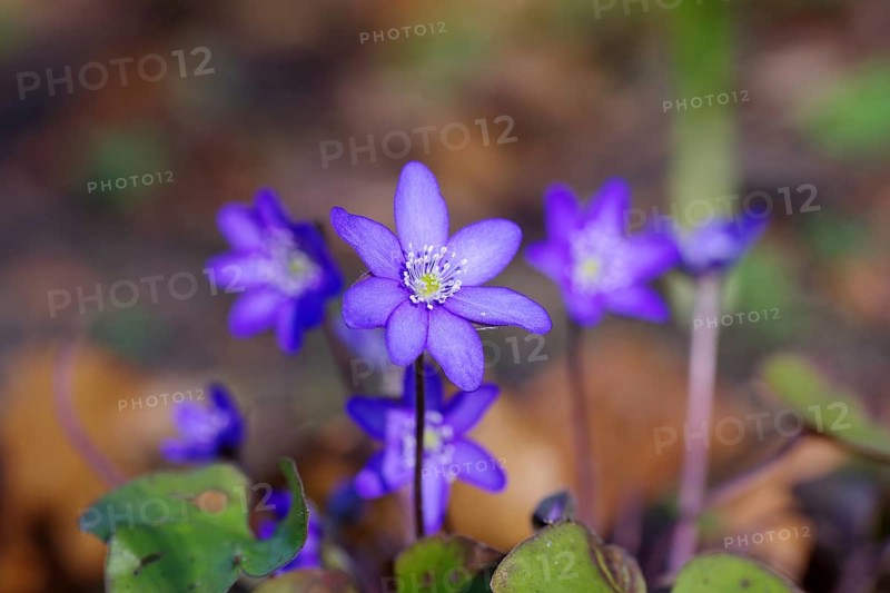 Liverwort (Hepatica nobilis), spring, purple, macro, colourful