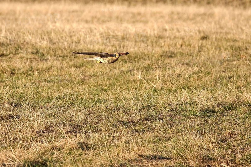 Kestrel, winter, Germany