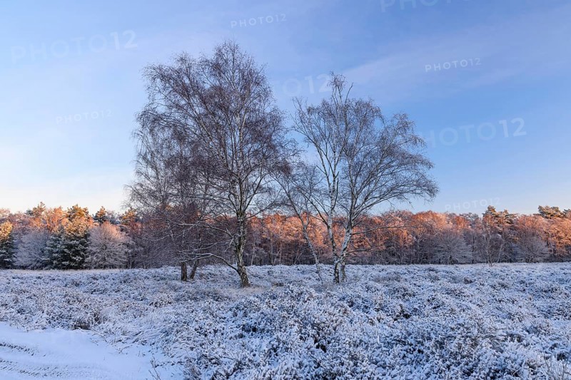 Heathland with birch trees in winter, sunrise, Wahner Heide, North Rhine-Westphalia, Germany