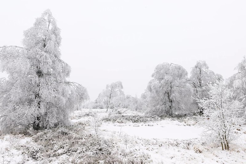 Moor landscape with hoarfrost in winter, High Fens, Hautes Fagnes, Wallonia, Belgium