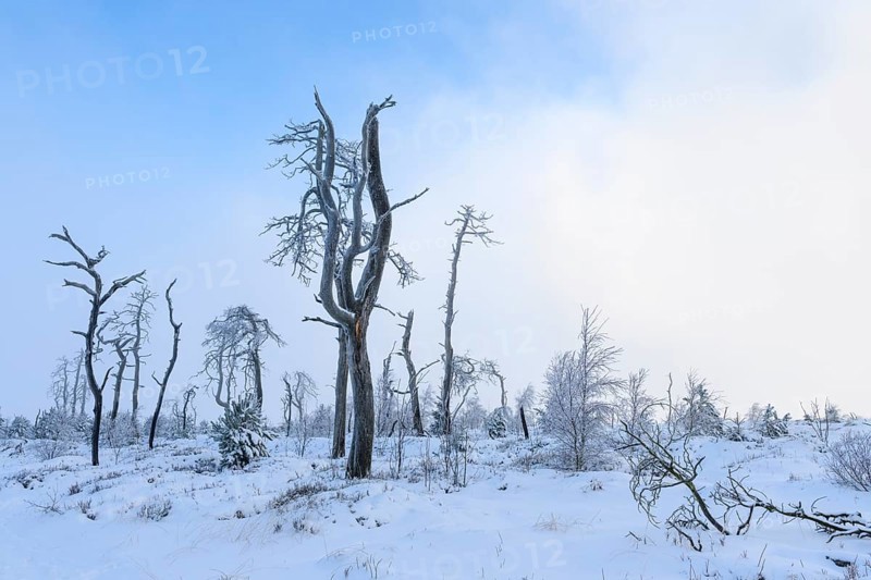 Dead pine trees with hoarfrost in high moor, Noir Flohay, High Fens, Hautes Fagnes, Ardennes, Belgium