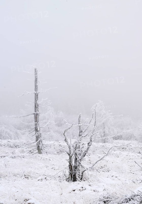 Moorland landscape with dead trees with hoarfrost in winter, High Fens, Hautes Fagnes, Wallonia, Belgium