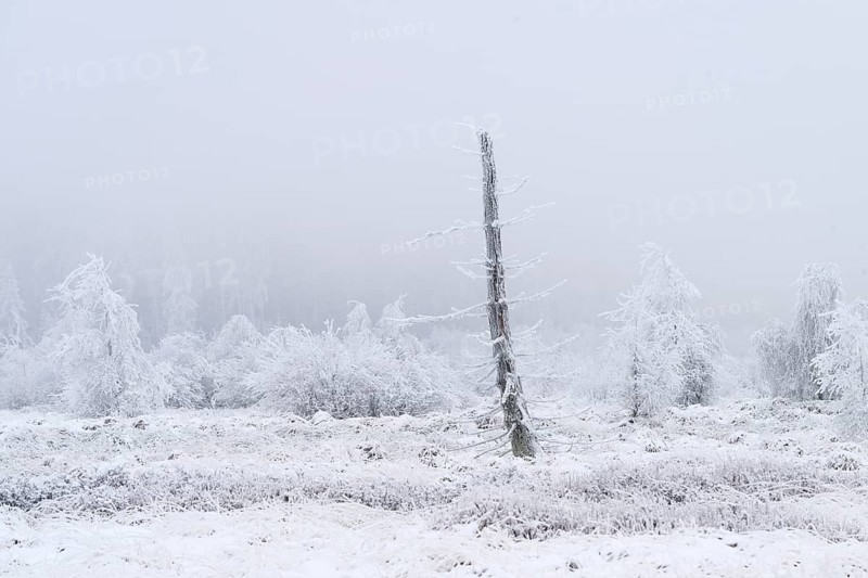 High moor with hoarfrost in winter, High Fens, Hautes Fagnes, Wallonia, Belgium