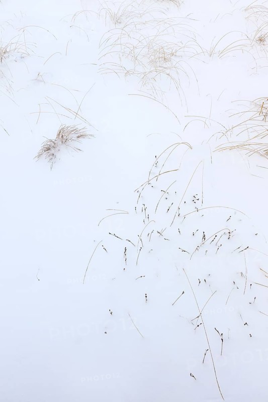 Grasses in snow, winter, High Fens, Hautes Fagnes, Ardennes, Belgium
