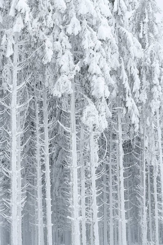 Spruce forest with hoarfrost in winter, High Fens, Hautes Fagnes, Wallonia, Belgium