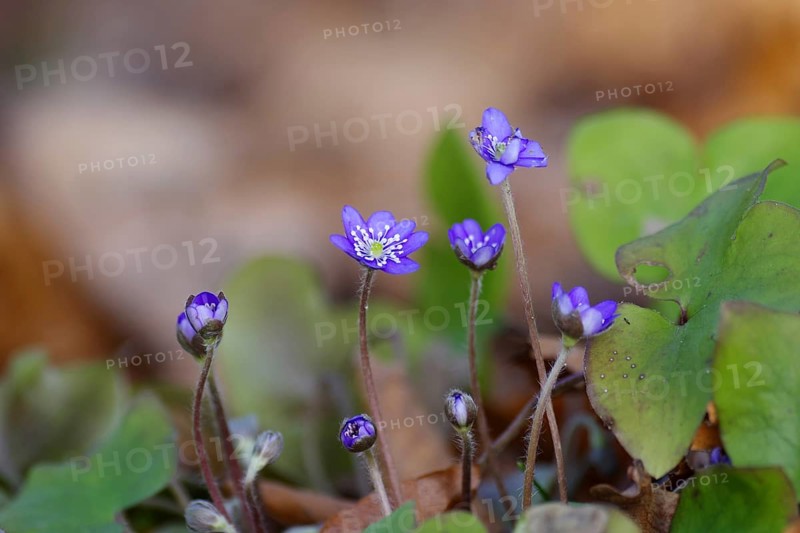 Liverwort (Hepatica nobilis), spring, purple, flower