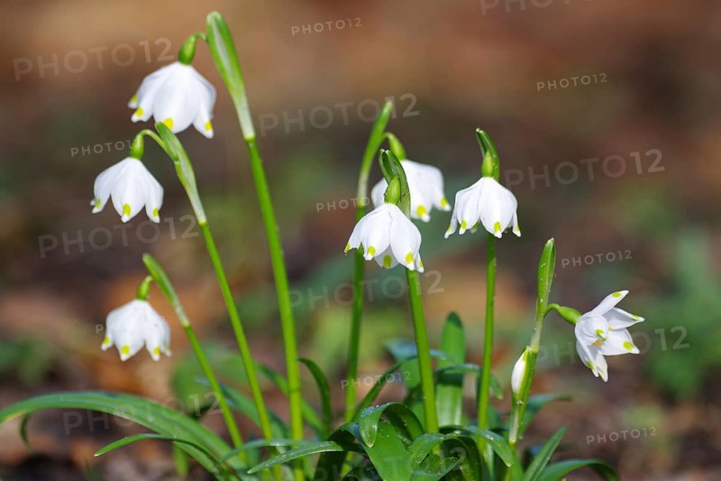 Spring snowflake (Leucojum vernum), white, flower, spring