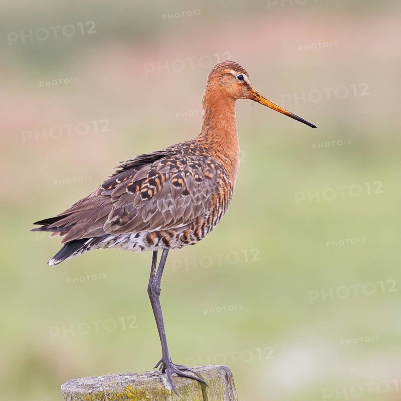 Black-tailed godwit (limosa limosa), on a perch, on a fence post, snipe birds, wildlife, nature photography, wet meadow, Ochsenmoor, Lake Dümmer, Lembruch, Lower Saxony, Germany