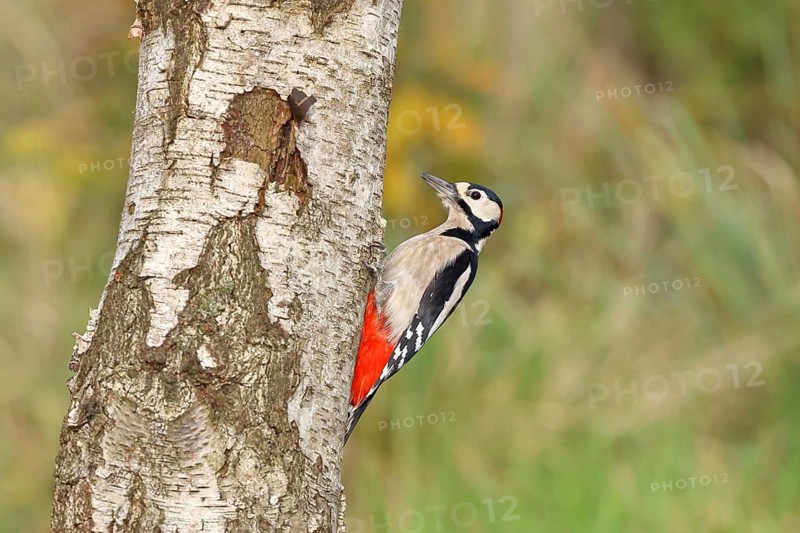 Great spotted woodpecker (Dendrocopus major), male, foraging on the trunk of a common birch (Betula pendula), wildlife, woodpeckers, nature photography, autumn, Wilnsdorf, North Rhine-Westphalia