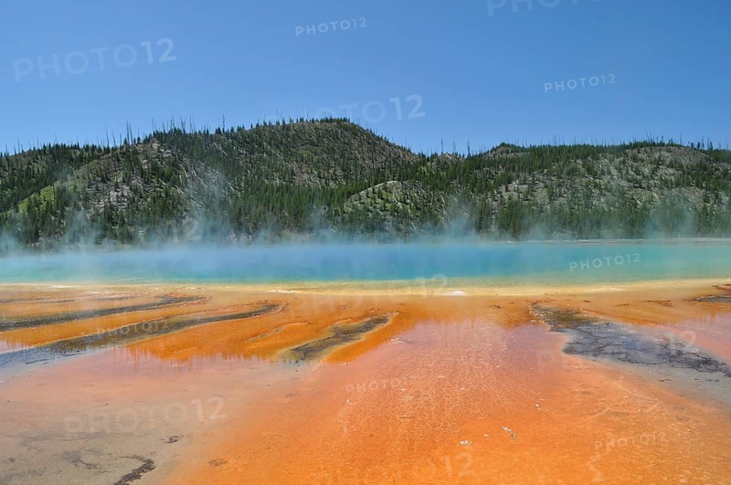 Play of colors and steam over geothermally active area surrounded by trees, Grand Prismatic Spring, Yellowstone National Park, Wyoming, USA
