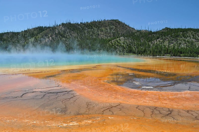 Geothermally active area with colorful debris and steam against forest backdrop, Grand Prismatic Spring, Yellowstone National Park, Wyoming, USA