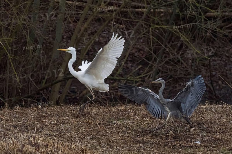 Territorial fight between grey heron (Ardea cinerea) and great egret (Ardea alba), Hesse, Germany