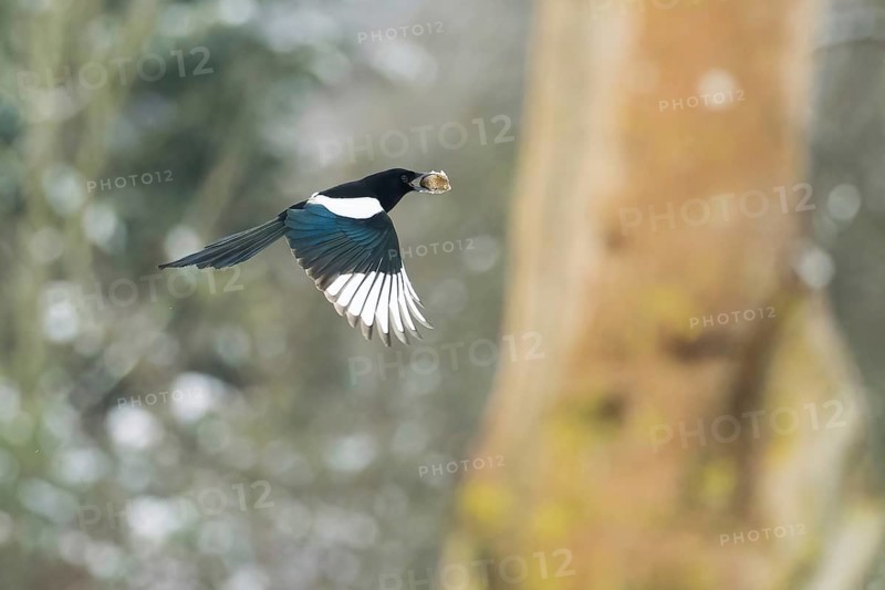 A flying magpie (Pica pica) with a nut in its beak in front of a blurred background with trees and snow, Hesse, Germany