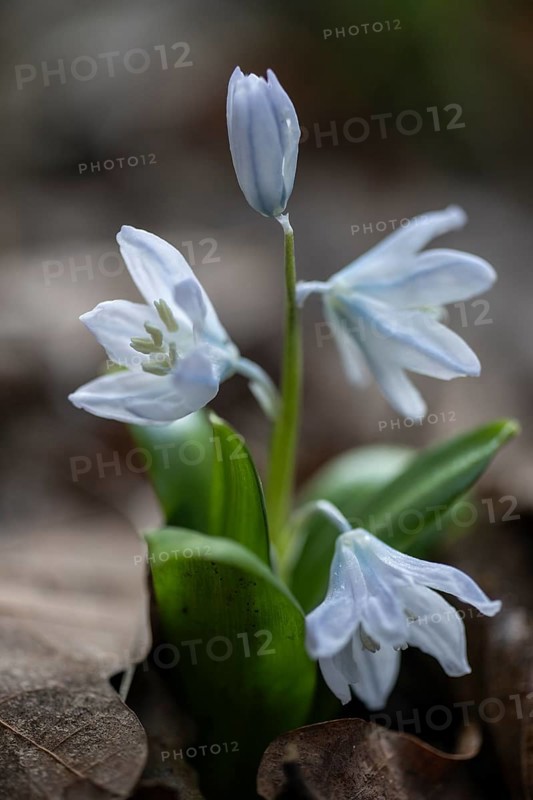 Caucasian blue star (Scilla mischschenkoana), Emsland, Lower Saxony, Germany