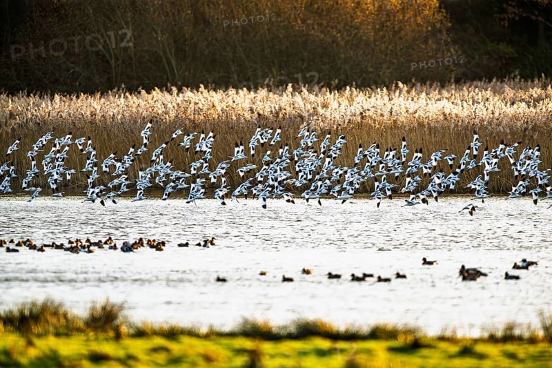 Pied Avocet, Recurvirostra avosetta, birds in flight over marshes, Devon, England, United Kingdom
