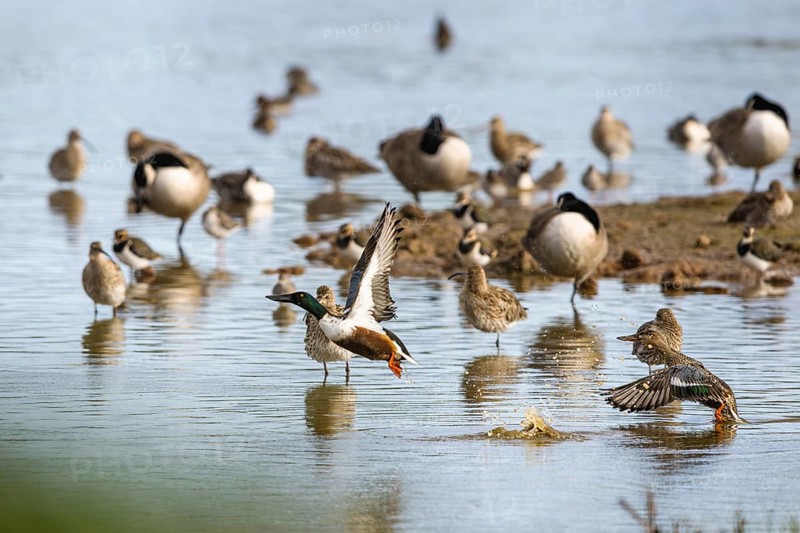 Northern Shoveler, Spatula clypeata, birds in flight over marshes, Devon, England, United Kingdom