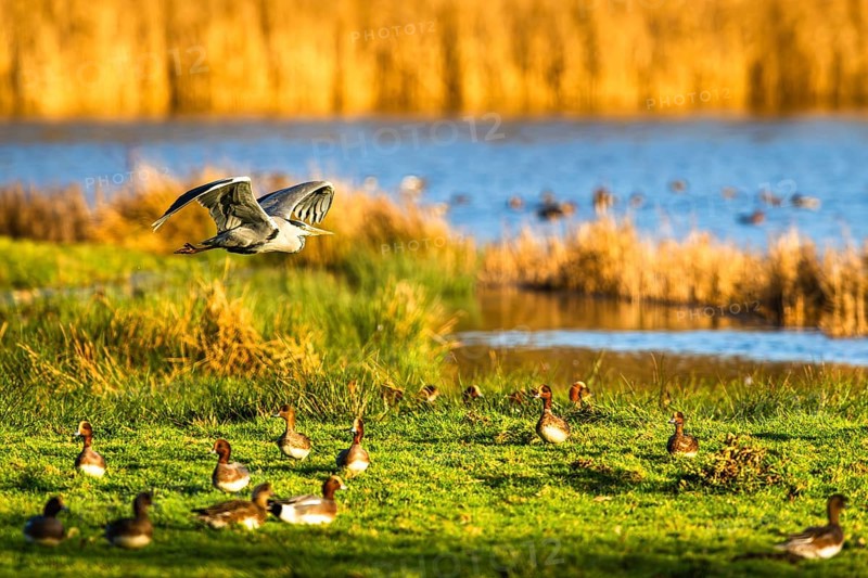 Grey Heron, Ardea cinerea, bird in winter on marshes in winter soft morning light, Devon, England, United Kingdom