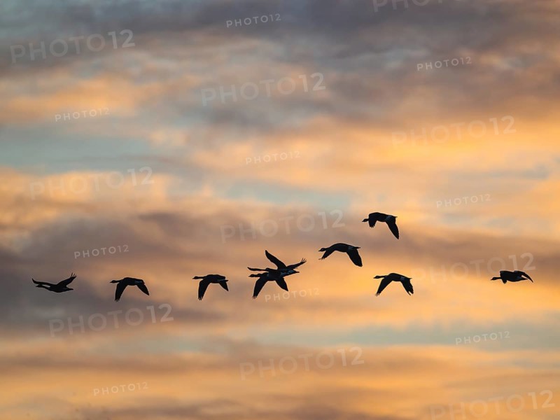 Canada Goose, Branta Canadensis, birds in flight over marshes at sunset, Devon, England, United Kingdom