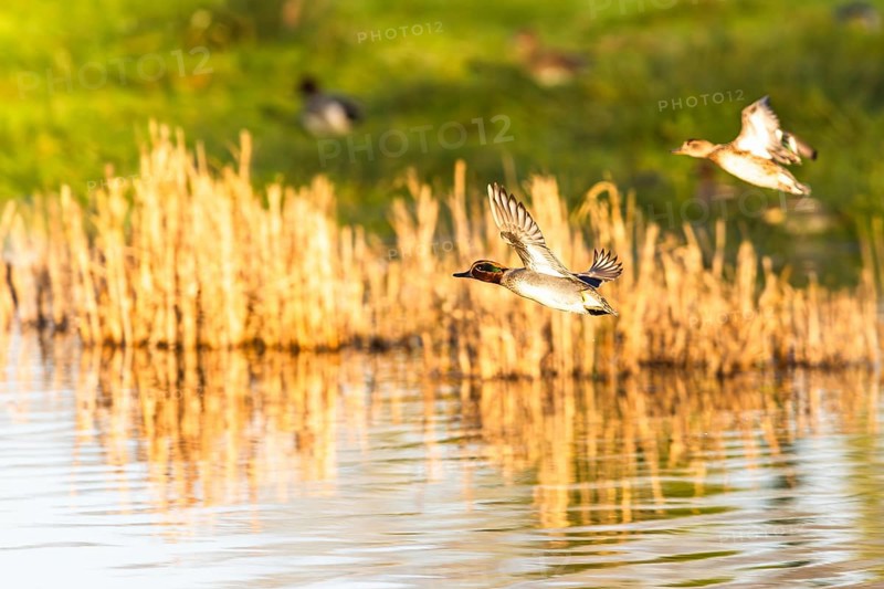 Eurasian Teal, Anas crecca, birds in flight over marshes, Devon, England, United Kingdom