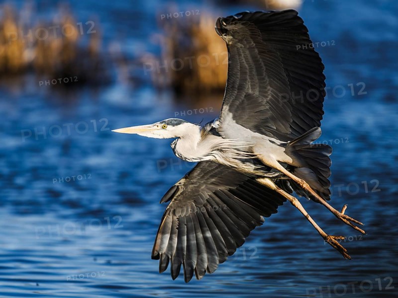 Grey Heron, Ardea cinerea, bird in winter on marshes in winter, Devon, England, United Kingdom