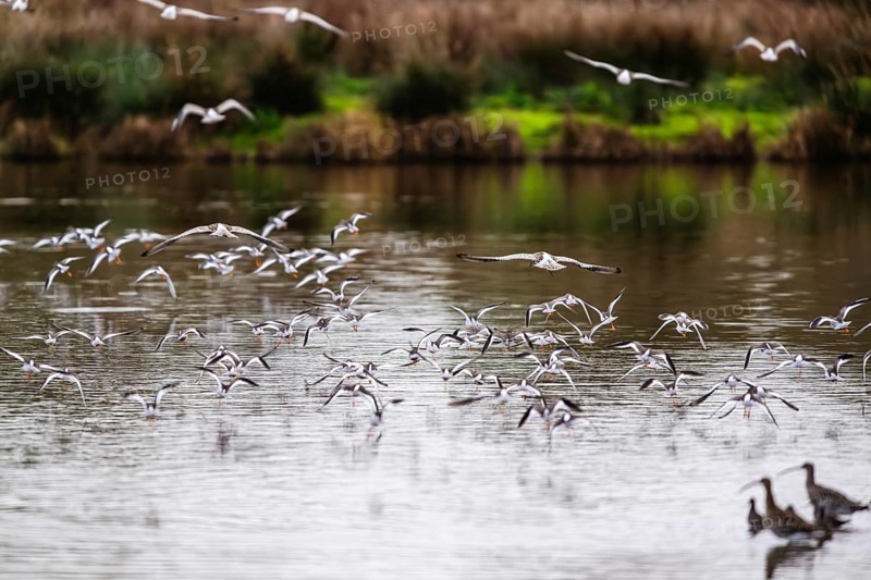 Eurasian Curlew, Numenius arquata, birds in flight over marshes, Devon, England, United Kingdom