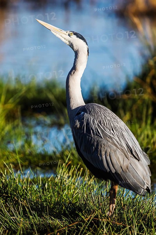 Grey Heron, Ardea cinerea, bird in winter on marshes in winter, Devon, England, United Kingdom