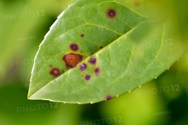 Close-up, close-up, macro shot, disease, infested, shot blight on cherry laurel (Stigmina carpophila) Stuttgart, Baden-Württemberg, Germany