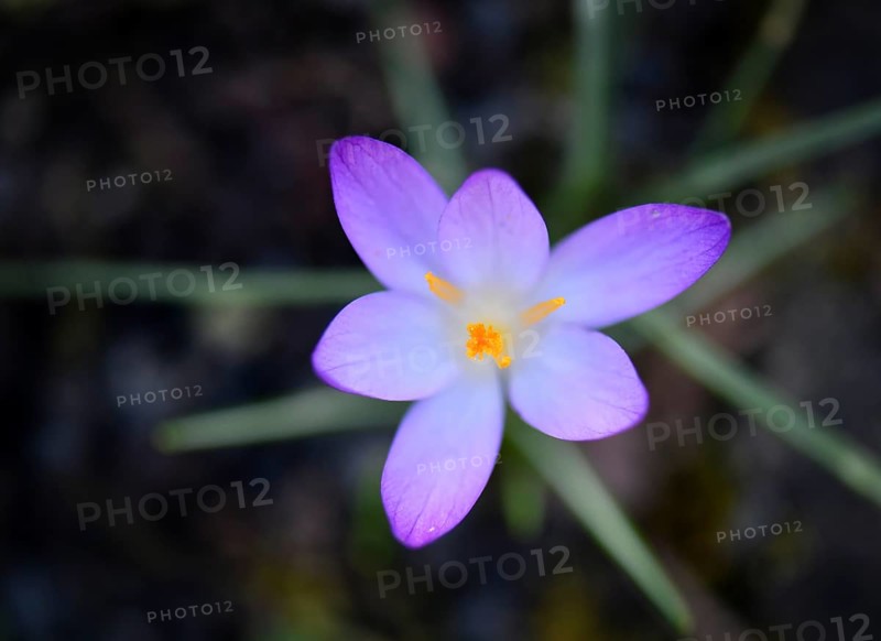 Close-up, close-up, macro shot, crocus, crocuses (Crocus), flower, crocus flower, purple, Stuttgart, Baden-Württemberg, Germany