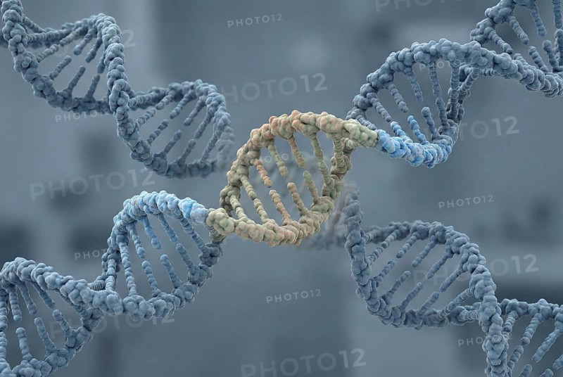 Molecular view of a human DNA double helix embedding tightly integrated sequences of ancient endogenous retroviruses (ERVs), evidence for viral evolution of the human genome. Virology, infectiology, molecular biology, genetics, biotechnology, AI generated