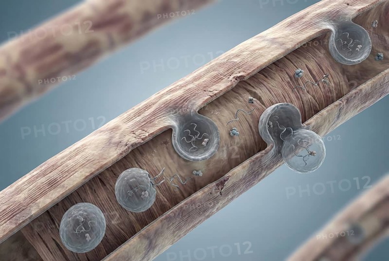 Microscopic visualisation of therapeutic exosomes (small extracellular vesicles) that are released by stem cells and repair damaged heart muscle cells after a heart attack. Cardiology, regenerative medicine, AI generated