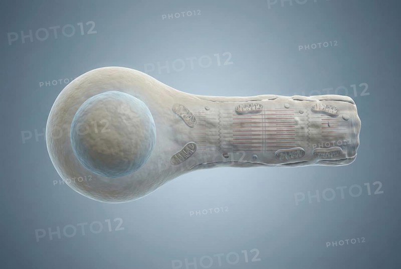 Scientific 3D rendering showing the differentiation of pluripotent stem cells into beating cardiomyocytes, with slowly forming cellular striation patterns (sarcomeres) . Cardiology, Regenerative Medicine, AI generated
