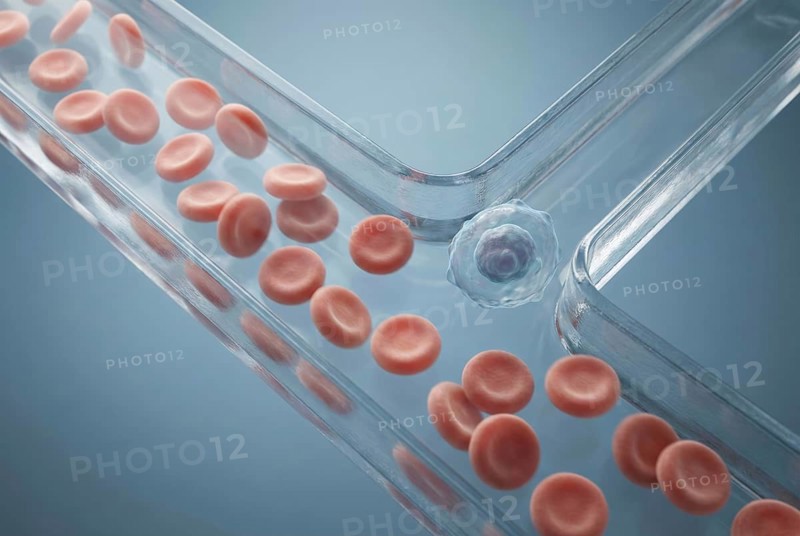 Extreme close-up of microfluidic blood cell sorting, in which an artificial lab-on-a-chip microchannel precisely separates rare cancer cells from millions of normal blood cells. tissue engineering, regenerative medicine, drug discovery, in vitro models, diagnostics, laboratory medicine, oncology, AI generated