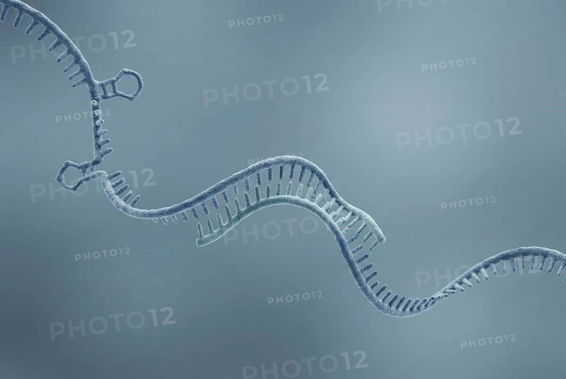 Molecular close-up of an antisense oligonucleotide (ASO) (a short, synthetic piece of DNA, RNA) that binds precisely to a faulty messenger RNA to stop the production of a disease-causing protein. Molecular biology, genetics, biotechnology, AI generated