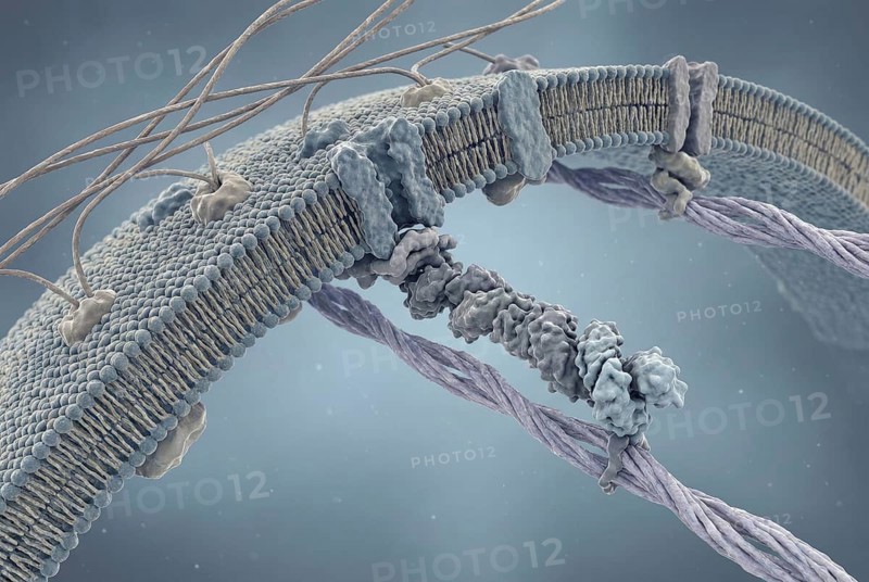 Microscopic view of muscle cells: After gene therapy, a functional, shortened version of the dystrophin protein (micro-dystrophin) is produced, which stabilises the muscle fibres. Nephrology, AI generated