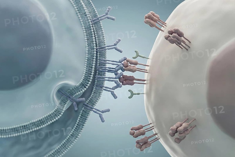 A regulatory T cell (Treg) interacts with an overactive immune cell to suppress an autoimmune response and maintain the body's immune tolerance. Immunology, AI generated