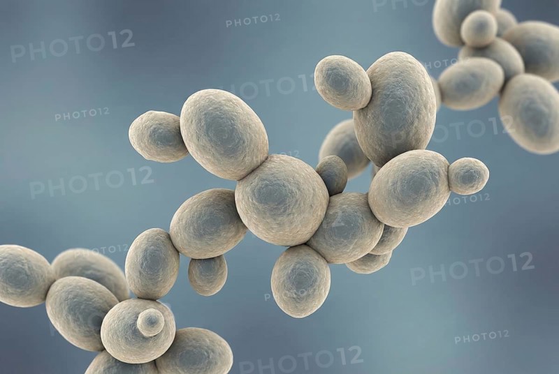 Microscopic 3D visualization of the multi-resistant yeast Candida auris, which shows sprouting yeast cells and an extremely resistant cell wall structure. Microbiology, antibiotic resistance, infectiology, AI generated