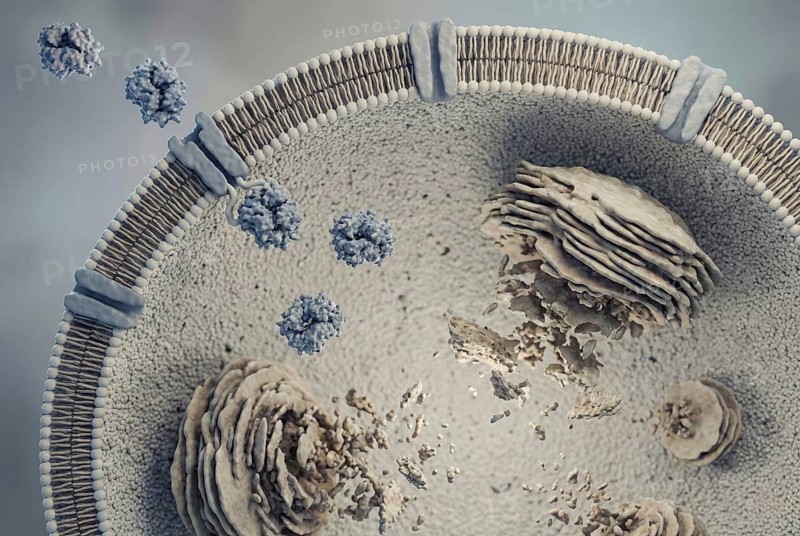 View of a lysosome (the cell's waste disposal system) : Therapeutic recombinant enzymes (enzyme replacement therapy) penetrate and break down accumulated toxic substrates. Treatment of rare diseases. Pneumology, genetics, gene therapy, AI generated