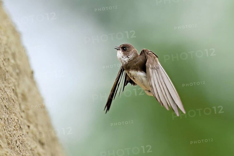 Sand martin (Riparia riparia), approaching the breeding tube, Reussegg nature reserve, Canton Aargau, Switzerland