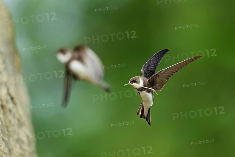 Sand martin (Riparia riparia), in flight with nesting material in its beak, Reussegg nature reserve, Canton Aargau, Switzerland