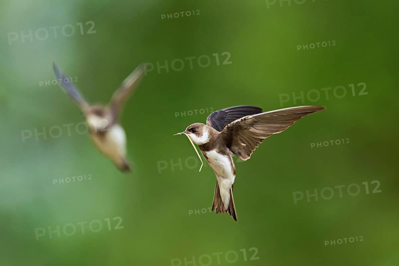 Sand martin (Riparia riparia), in flight with nesting material in its beak, Reussegg nature reserve, Canton Aargau, Switzerland