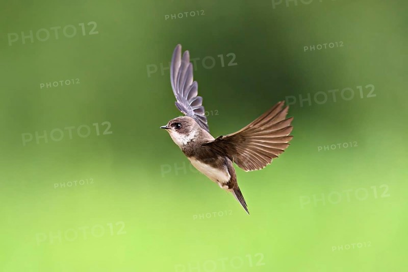 Sand martin (Riparia riparia), in flight, Reussegg nature reserve, Canton Aargau, Switzerland