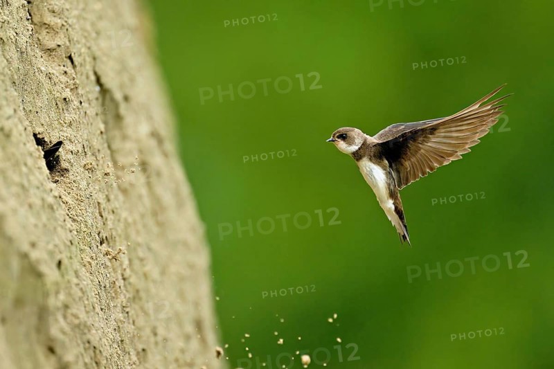 Sand martin (Riparia riparia), approaching the breeding tube, Reussegg nature reserve, Canton Aargau, Switzerland